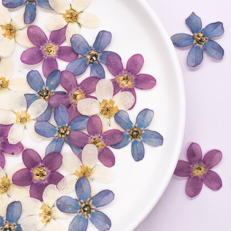 Dried Flower Bulk - 12pcs, Bunga Bintang Biru Tekan untuk