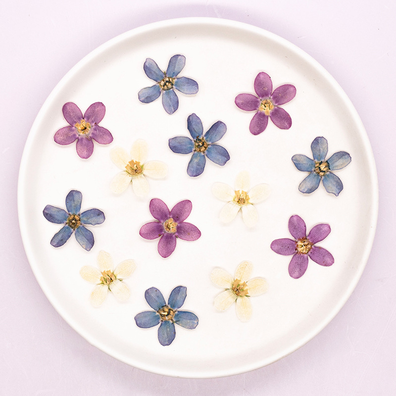 12pcs, Bunga Bintang Biru Teka - Dried Flower Bulk ulasan dan harga