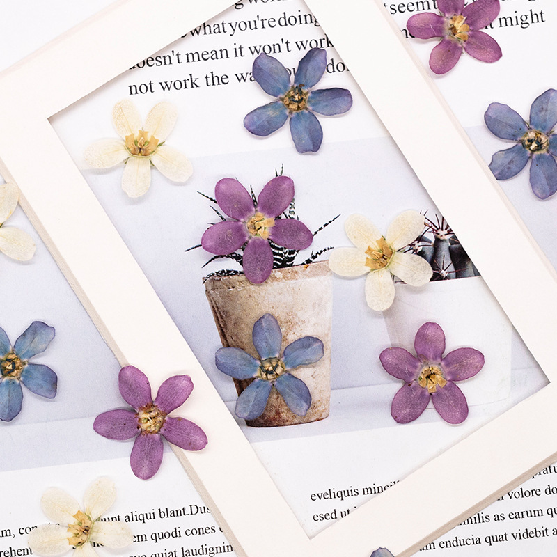 12pcs, Bunga Bintang Biru Teka - Dried Flower Bulk ulasan dan harga