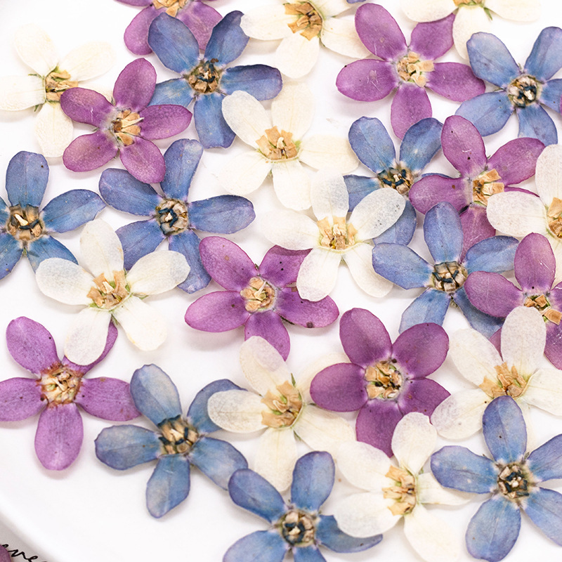 12pcs, Bunga Bintang Biru Teka - Dried Flower Bulk ulasan dan harga