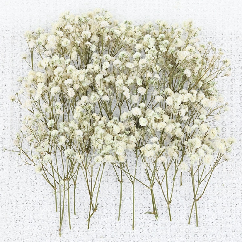 50pcs Bunga Gypsophila Baby's  - Dried Flower Bulk ulasan dan harga