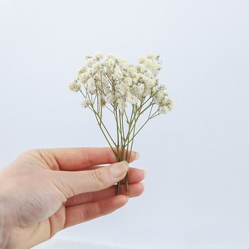 50pcs Bunga Gypsophila Baby's  - Dried Flower Bulk ulasan dan harga